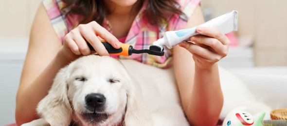 Zahnpflege bei  Hunden